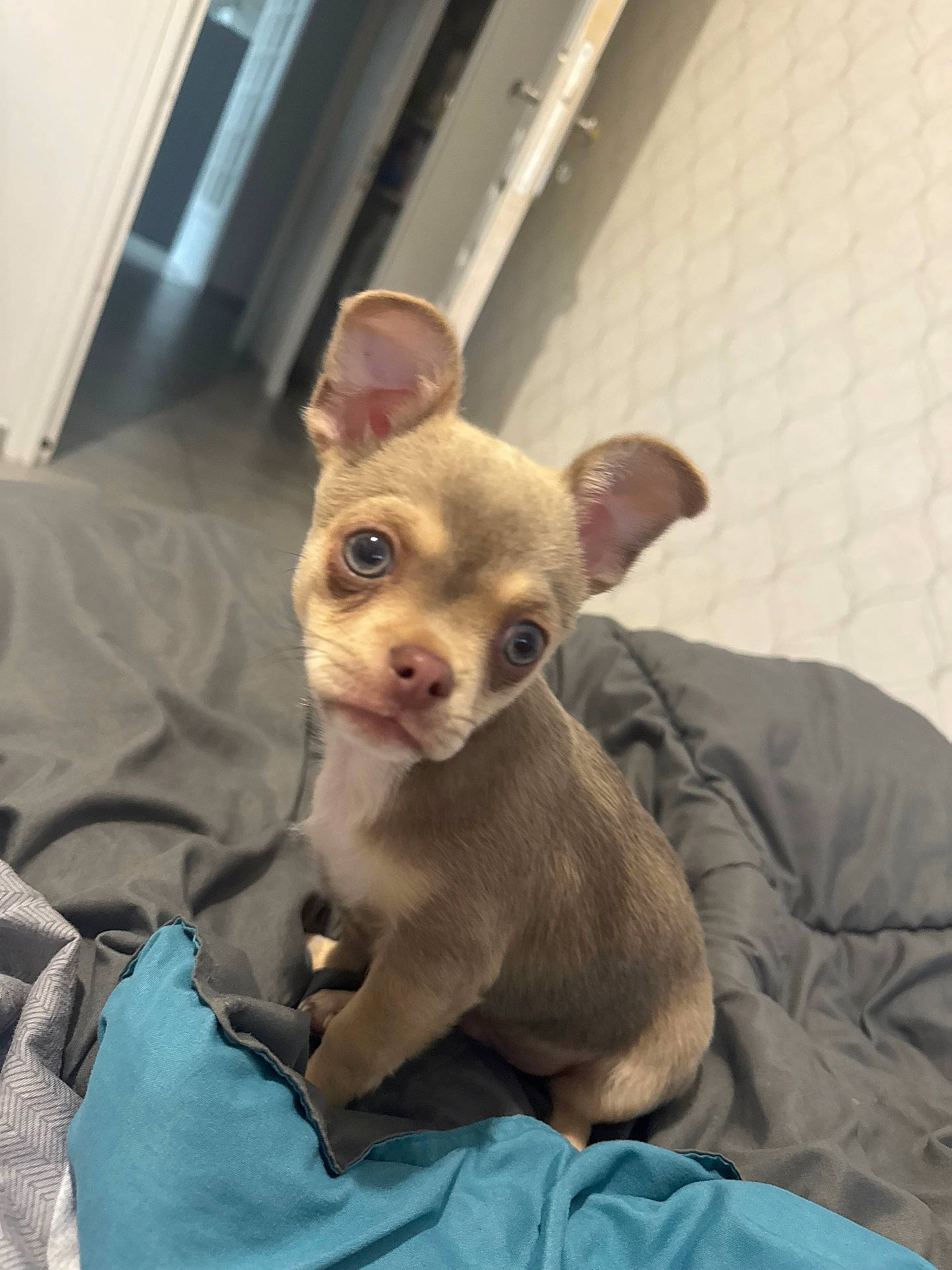 Guapo a rejoint le concours — aidez-le/la à gagner de superbes lots ! animal, bed, bedroom, blanket, bulldog, canine, chihuahua, dog, frenchbulldog, furniture, hound, indoors, laundry, pet, puppy, room, snout, terrier