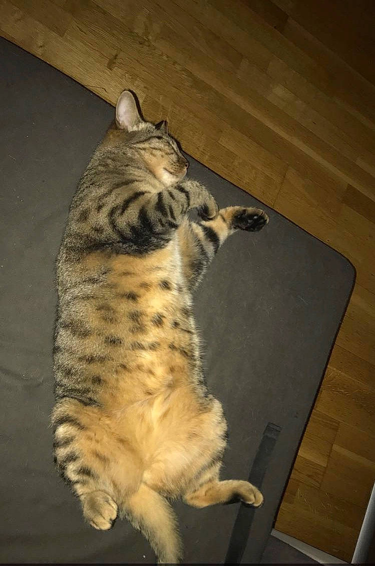 Nala a rejoint le concours — aidez-le/la à gagner de superbes lots ! bengal, california_spangled, carnivore, cat, domestic_short_haired_cat, dragon_li, egyptian_mau, european_shorthair, felidae, mammal, ocicat, savannah, small_to_medium_sized_cats, sokoke, tabby_cat, tail, toyger, whiskers, wild_cat