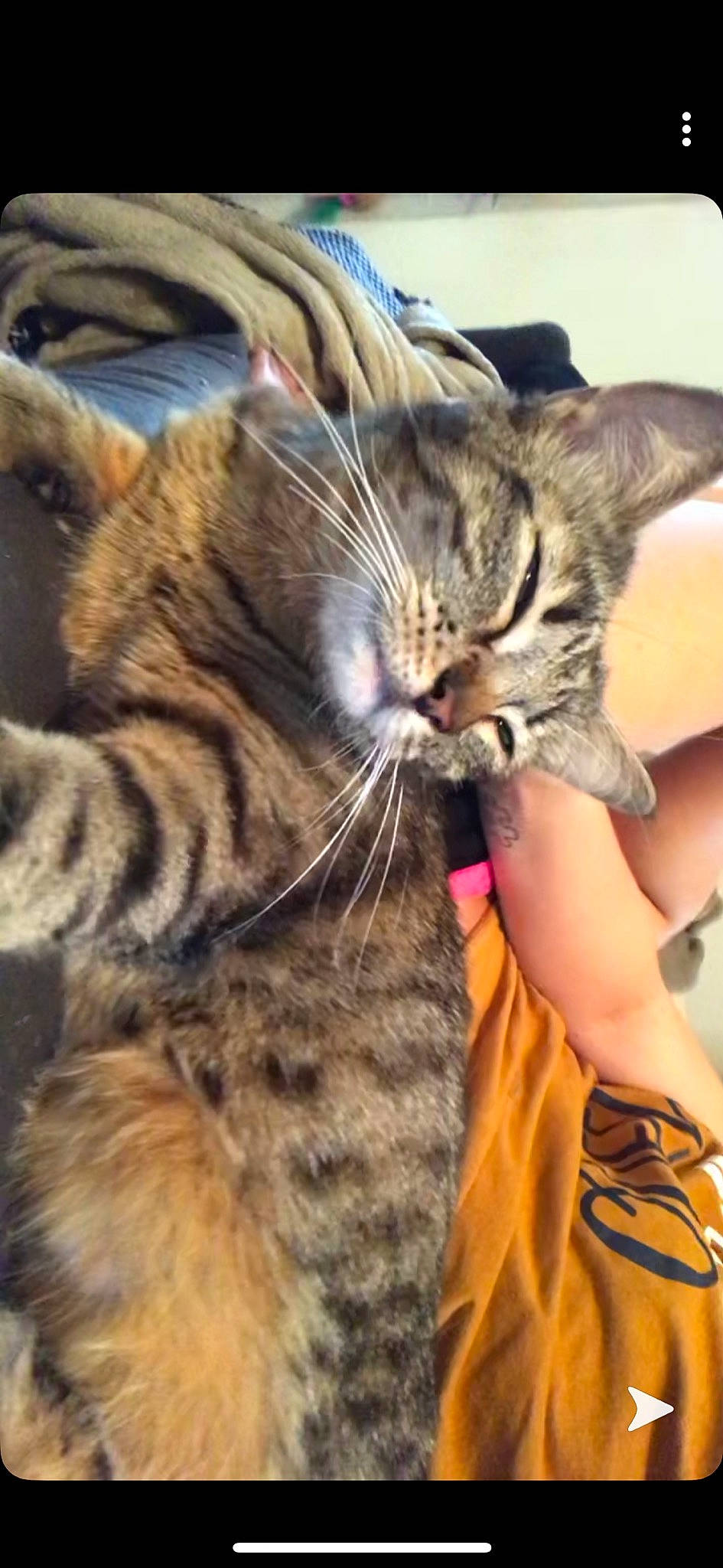 Nala participe au concours pour gagner de l'argent avec cette photo : american_shorthair, asian, california_spangled, carnivore, cat, claw, domestic_short_haired_cat, dragon_li, ear, european_shorthair, felidae, fur, kitten, mammal, pixie_bob, small_to_medium_sized_cats, snout, tabby_cat, toyger, whiskers