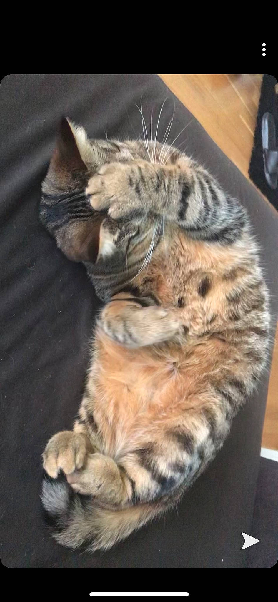 Nala a rejoint le concours — aidez-le/la à gagner de superbes lots ! american_shorthair, california_spangled, carnivore, cat, claw, domestic_short_haired_cat, dragon_li, egyptian_mau, european_shorthair, felidae, fur, kitten, mammal, ocicat, pixie_bob, small_to_medium_sized_cats, tabby_cat, tail, whiskers, wild_cat