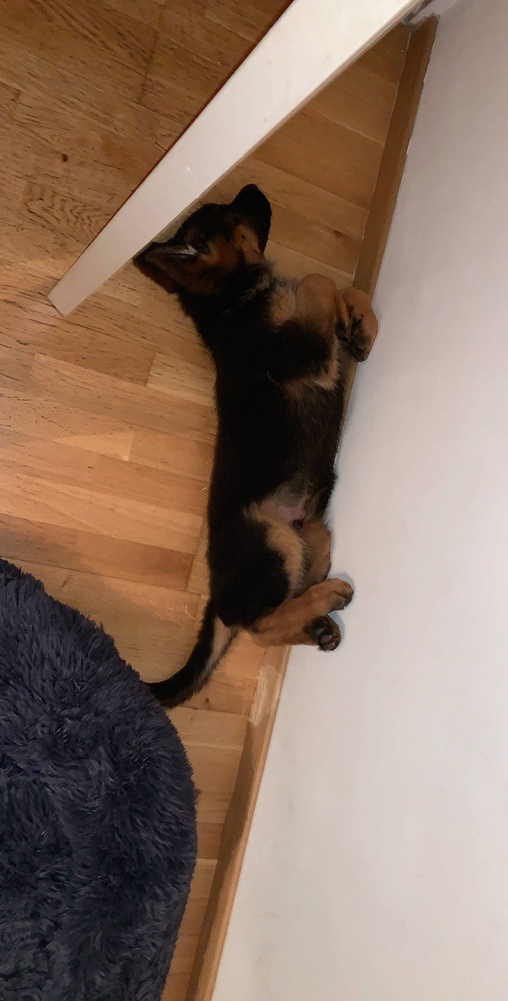 Patshu a rejoint le concours — aidez-le/la à gagner de superbes lots ! black_cat, canidae, carnivore, cat, dog_breed, felidae, floor, kitten, small_to_medium_sized_cats, tail, wood