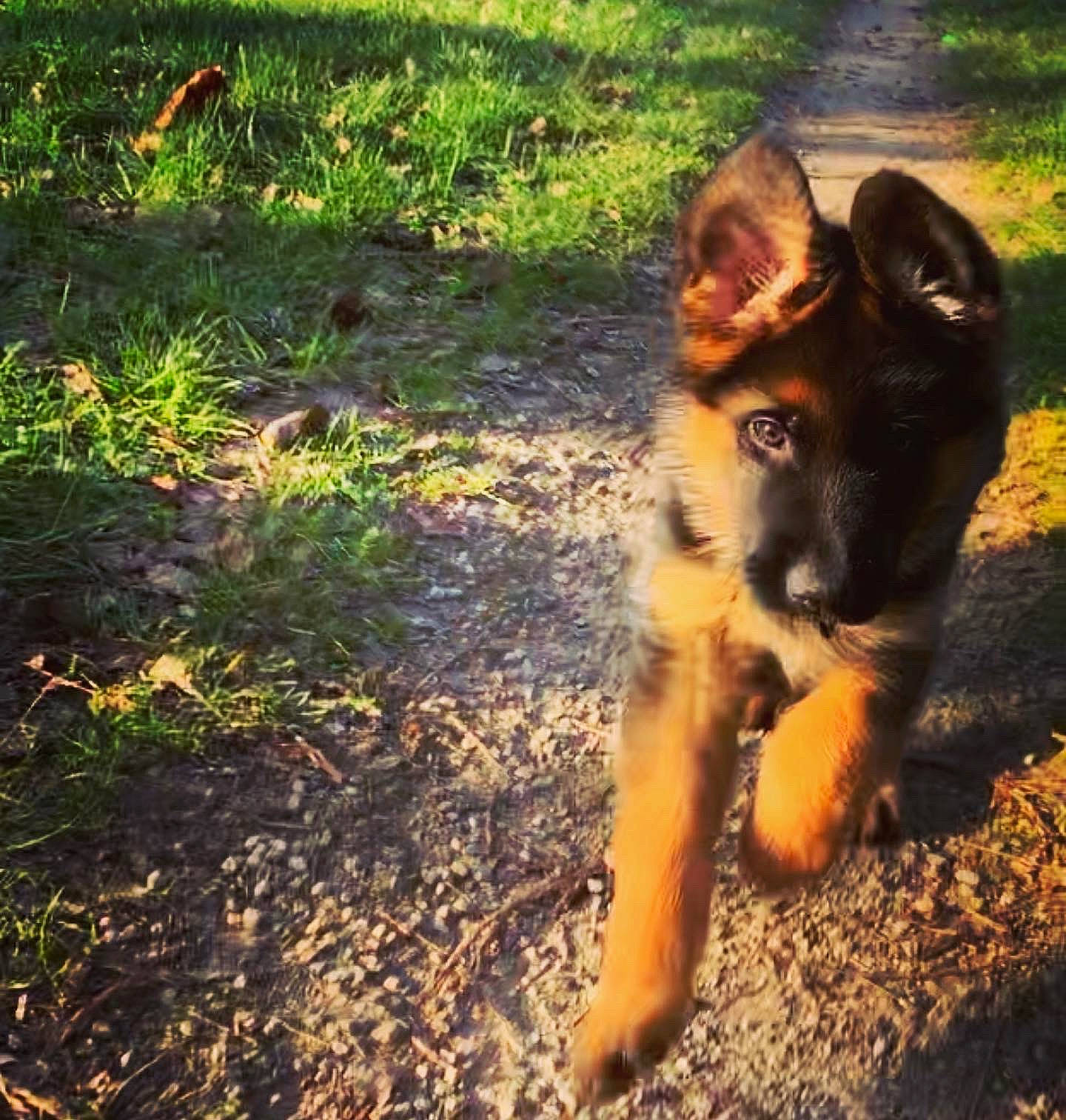 Patshu participe au concours pour gagner de l'argent avec cette photo : belgian_shepherd, belgian_shepherd_malinois, bohemian_shepherd, canidae, carnivore, dog, dog_breed, east_european_shepherd, german_shepherd_dog, herding_dog, king_shepherd, kunming_wolfdog, mammal, old_german_shepherd_dog, shiloh_shepherd_dog, snout, tervuren, vertebrate, wolfdog, working_dog