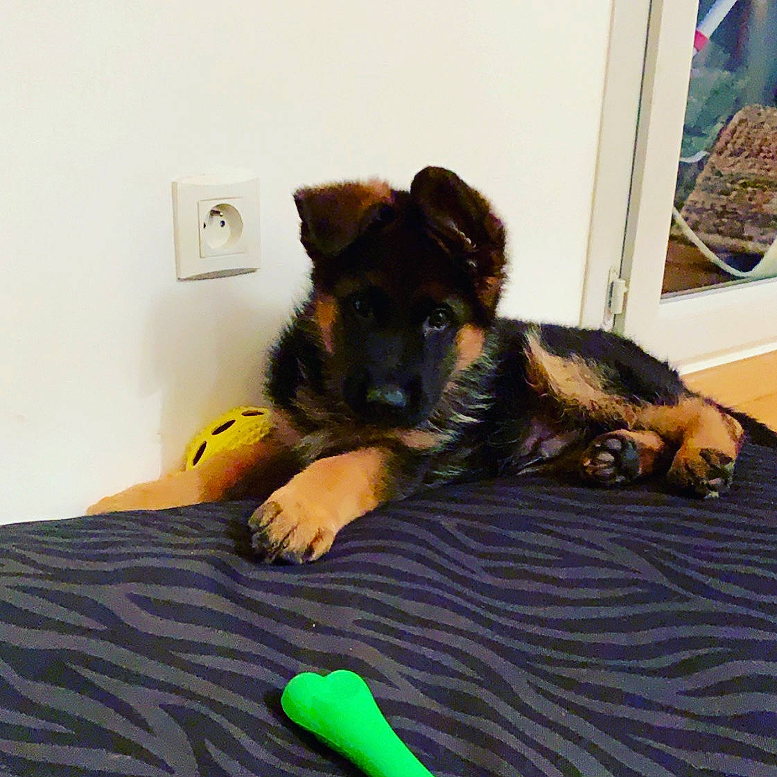 Patshu participe au concours pour gagner de l'argent avec cette photo : bohemian_shepherd, canidae, carnivore, companion_dog, dog, dog_breed, german_shepherd_dog, king_shepherd, mammal, old_german_shepherd_dog, puppy, sporting_group, vertebrate, working_dog