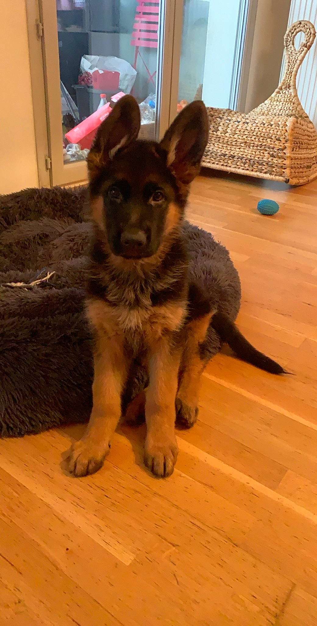 Patshu a rejoint le concours — aidez-le/la à gagner de superbes lots ! canidae, carnivore, dog, dog_breed, east_european_shepherd, fawn, german_shepherd_dog, king_shepherd, mammal, old_german_shepherd_dog, puppy, shiloh_shepherd_dog, snout, vertebrate