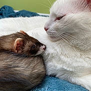 Elle joined the competition — help win amazing prizes! animal, blue_blanket, brown_ferret, cat, closeup, companion, cute, ferret, friendship, furry, green_wall, indoor, mammal, pet, relaxing, resting, snuggling, soft_light, whiskers, white_cat