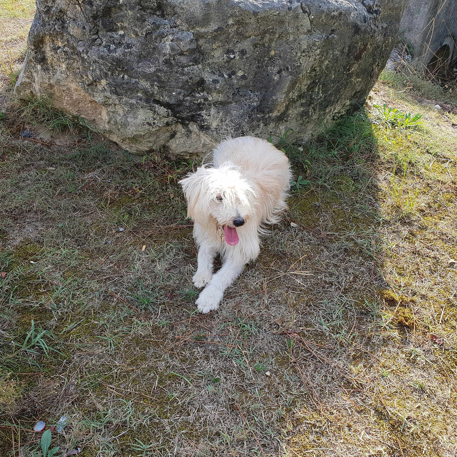 Maya