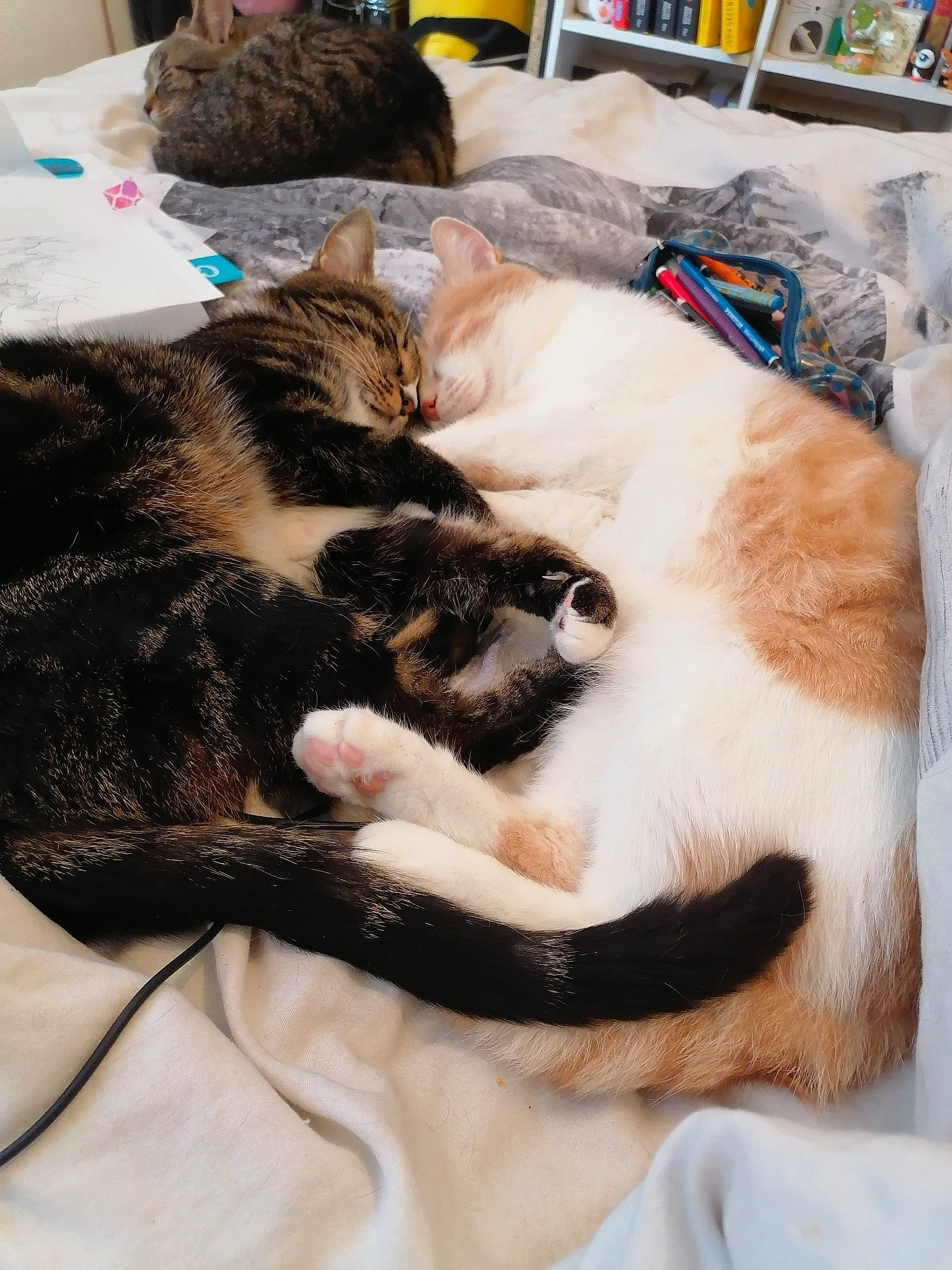 Simba Et Baghera participe au concours pour gagner de l'argent avec cette photo : carnivore, cat, claw, domestic_short_haired_cat, european_shorthair, fawn, felidae, fur, kitten, linens, paw, small_to_medium_sized_cats, whiskers