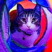 Bodhi joined the competition — help win amazing prizes! cat, pet, animal, curious, colorful, tunnel, indoor, collar, bell, closeup, portrait, playful, fur, whiskers, eyes, head, purple, red, blue, exploration