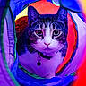 cat, pet, animal, curious, colorful, tunnel, indoor, collar, bell, closeup, portrait, playful, fur, whiskers, eyes, head, purple, red, blue, exploration