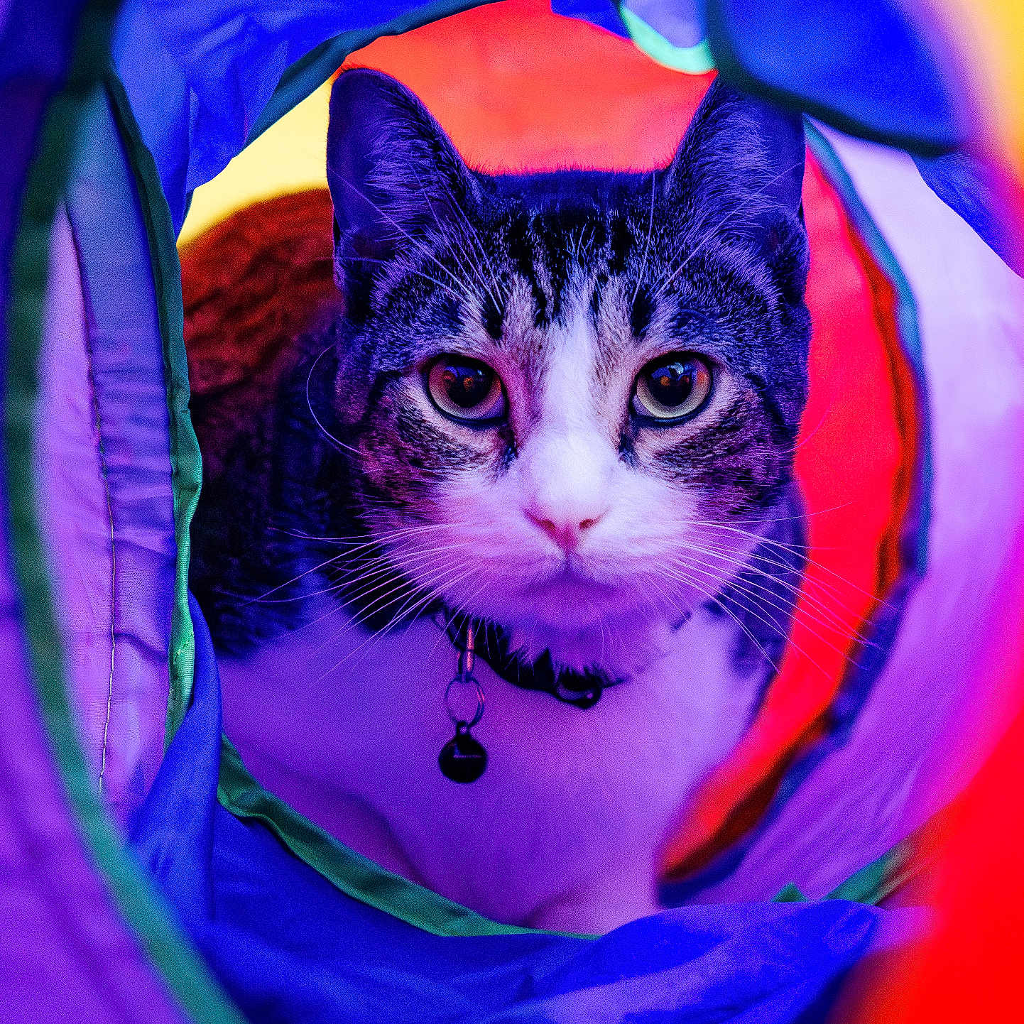 Bodhi joined the competition — help win amazing prizes! cat, pet, animal, curious, colorful, tunnel, indoor, collar, bell, closeup, portrait, playful, fur, whiskers, eyes, head, purple, red, blue, exploration