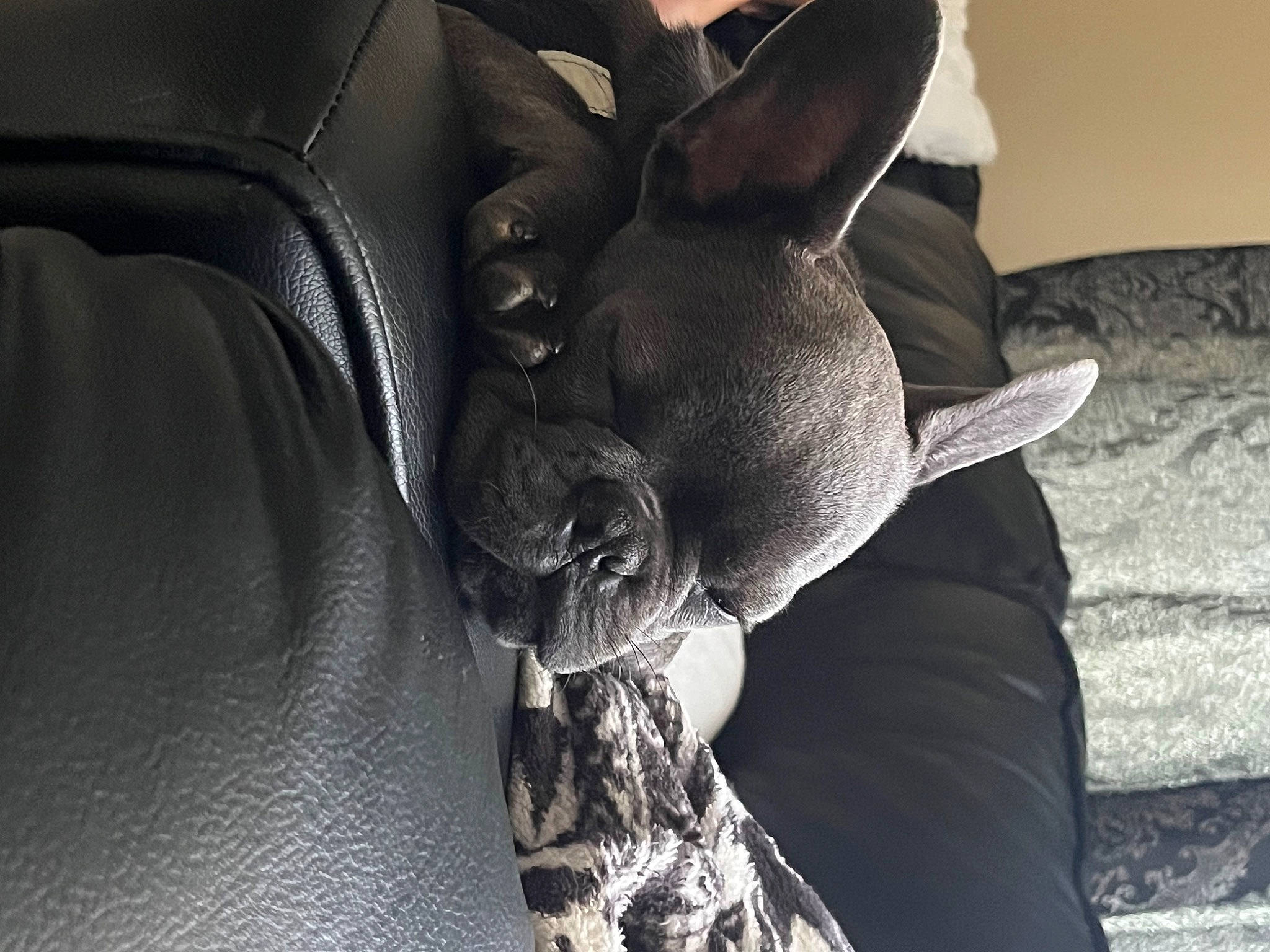 Zeus joined the competition — help win amazing prizes! auto_part, automotive_design, automotive_tire, automotive_wheel_system, car_seat, comfort, elbow, fur, grey, human_leg, metal, monochrome, monochrome_photography, musical_instrument, rim, sitting, sunglasses, tints_and_shades, tree, whiskers