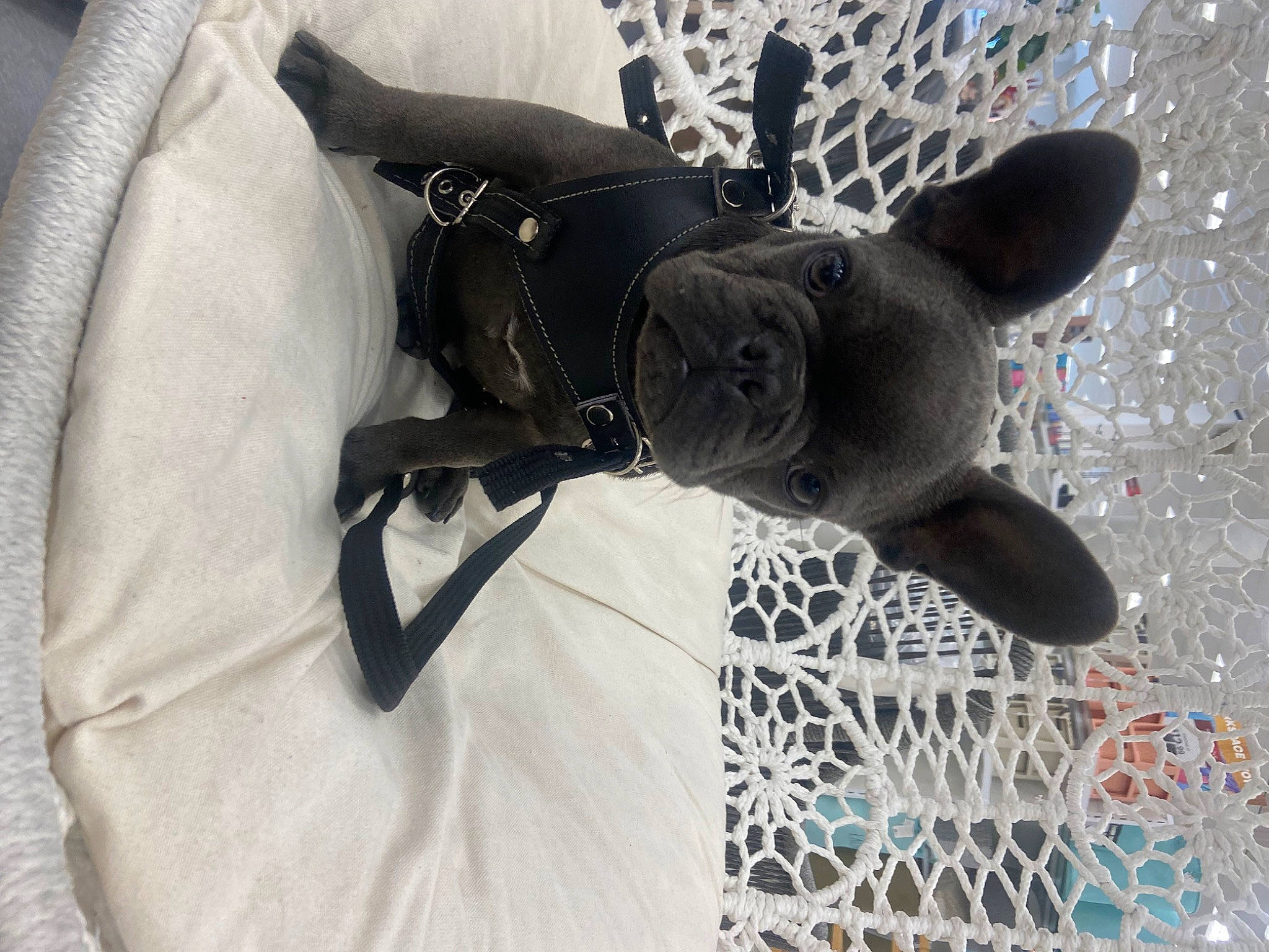 Zeus is registered to the contest to win money with this photo: canidae, carmine, carnivore, comfort, dog, dog_breed, electric_blue, felidae, fictional_character, grey, linens, mesh, pattern, sculpture, sleeve, snout, sporting_group, stuffed_toy, tail, working_animal