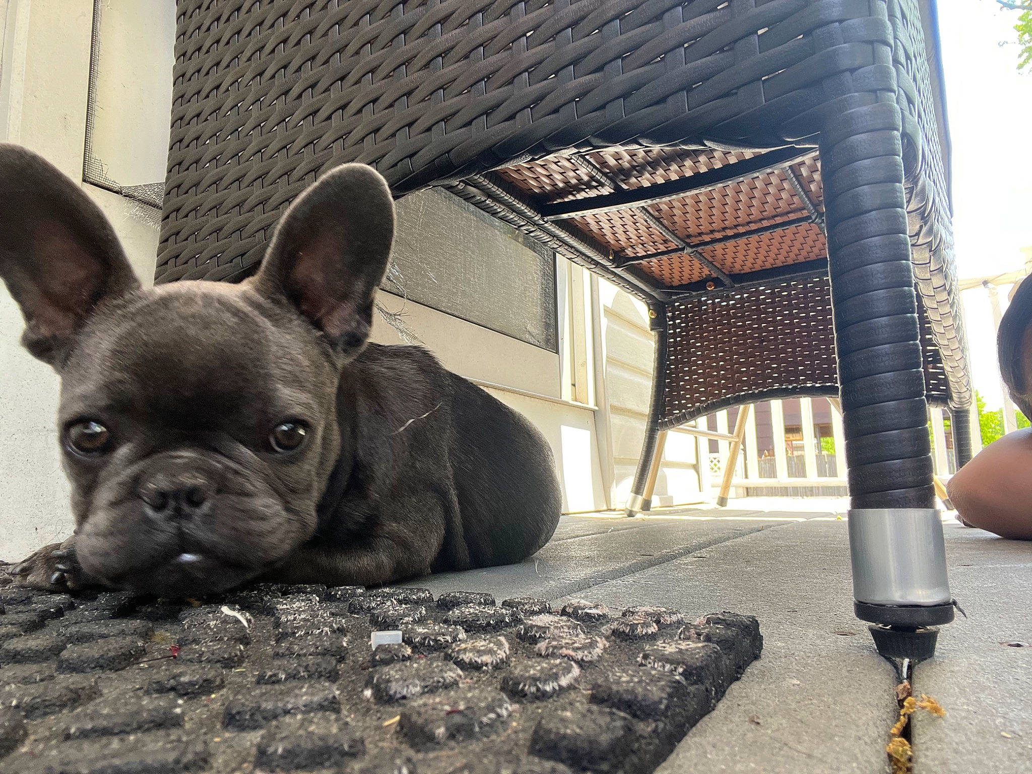 Zeus is registered to the contest to win money with this photo: bulldog, canidae, carnivore, comfort, companion_dog, dog, dog_breed, ear, fawn, flooring, french_bulldog, grass, shade, snout, sporting_group, terrestrial_animal, toy_dog, whiskers, working_animal, wrinkle