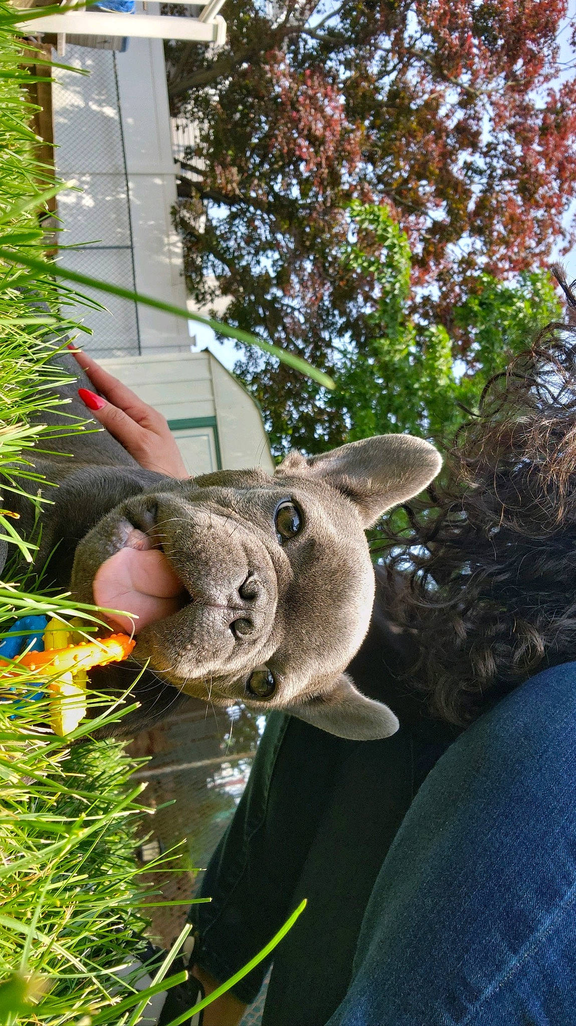 Zeus joined the competition — help win amazing prizes! art, bicycle_wheel, canidae, domestic_short_haired_cat, fawn, garden, grass, lawn_ornament, leisure, plant, shrub, snout, sporting_group, tail, terrestrial_animal, terrestrial_plant, tree, whiskers, wildlife, working_animal