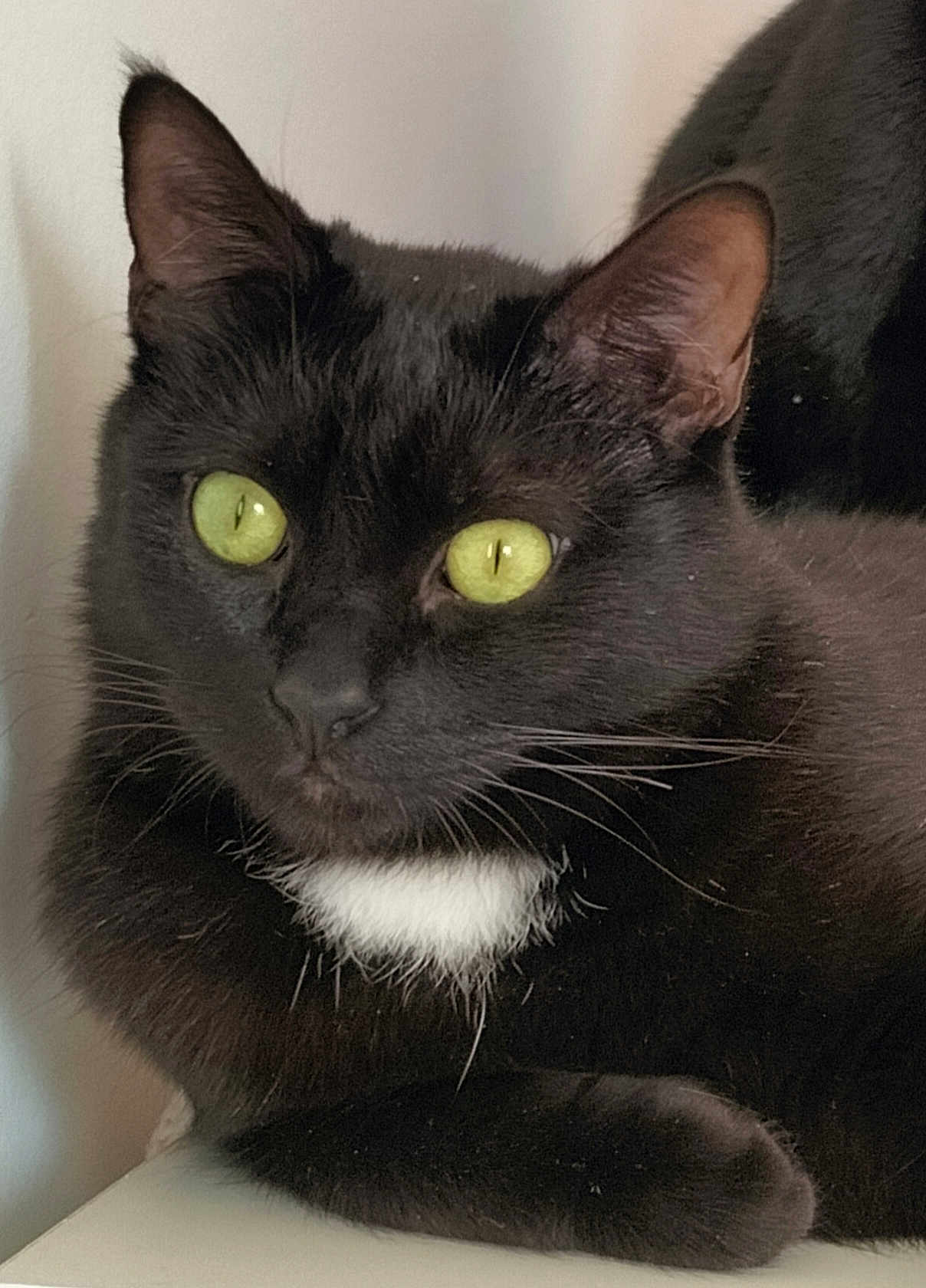 Sia a rejoint le concours — aidez-le/la à gagner de superbes lots ! cat, black_cat, green_eyes, pet, animal, feline, whiskers, close_up, indoor, cute, fur, mammal, domestic_animal, resting, portrait, curious, white_patch, ears, face, relaxed