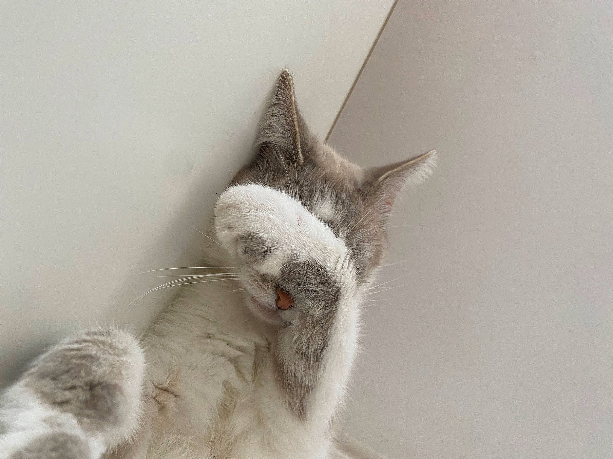 Flocon a rejoint le concours — aidez-le/la à gagner de superbes lots ! balinese, carnivore, cat, claw, comfort, domestic_short_haired_cat, ear, fawn, felidae, fur, jaw, paw, small_to_medium_sized_cats, snout, tail, terrestrial_animal, tree, whiskers