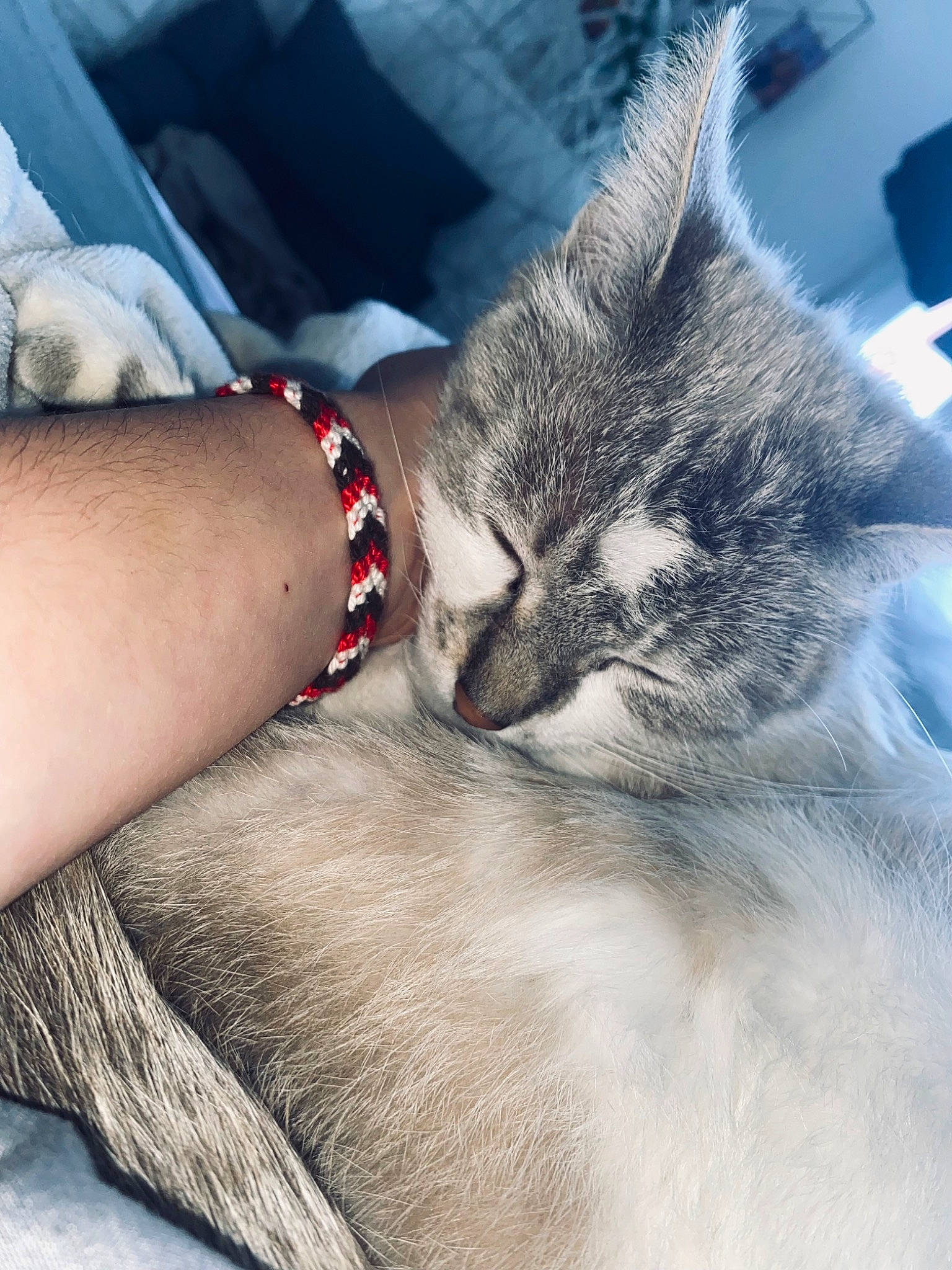 Flocon participe au concours pour gagner de l'argent avec cette photo : beauty, carnivore, cat, comfort, domestic_short_haired_cat, elbow, felidae, foot, fur, gesture, grey, human_leg, nail, paw, small_to_medium_sized_cats, snout, tail, thigh, whiskers, wrist