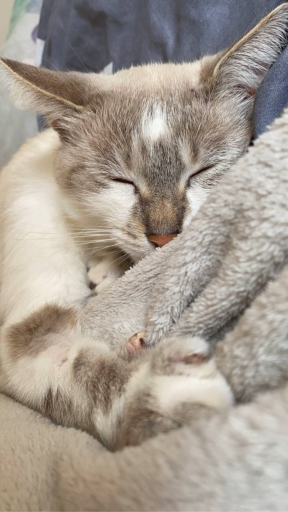 Flocon a rejoint le concours — aidez-le/la à gagner de superbes lots ! carnivore, cat, claw, comfort, domestic_short_haired_cat, felidae, fur, grey, nap, paw, sleep, small_to_medium_sized_cats, snout, terrestrial_animal, whiskers, wildlife