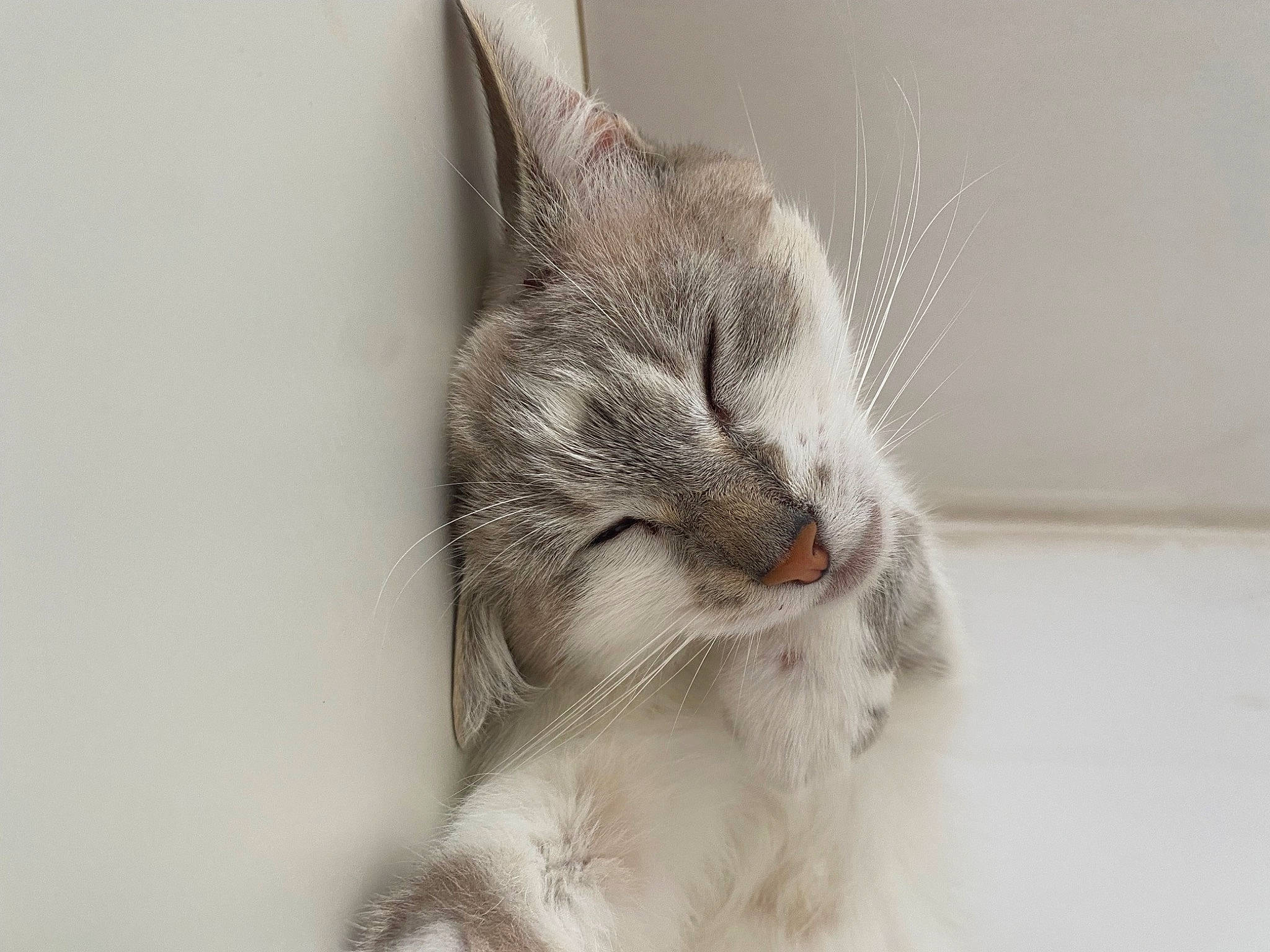 Flocon a rejoint le concours — aidez-le/la à gagner de superbes lots ! carnivore, cat, claw, comfort, domestic_short_haired_cat, felidae, fur, paw, small_to_medium_sized_cats, snout, tail, whiskers, window