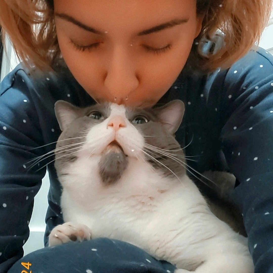 Noodle joined the competition — help win amazing prizes! affection, cat, close_up, closed_eyes, comfort, cozy, cute, face, fur, hair, hand, indoor, lap, love, nose, pajamas, person, pet, polka_dot, whiskers