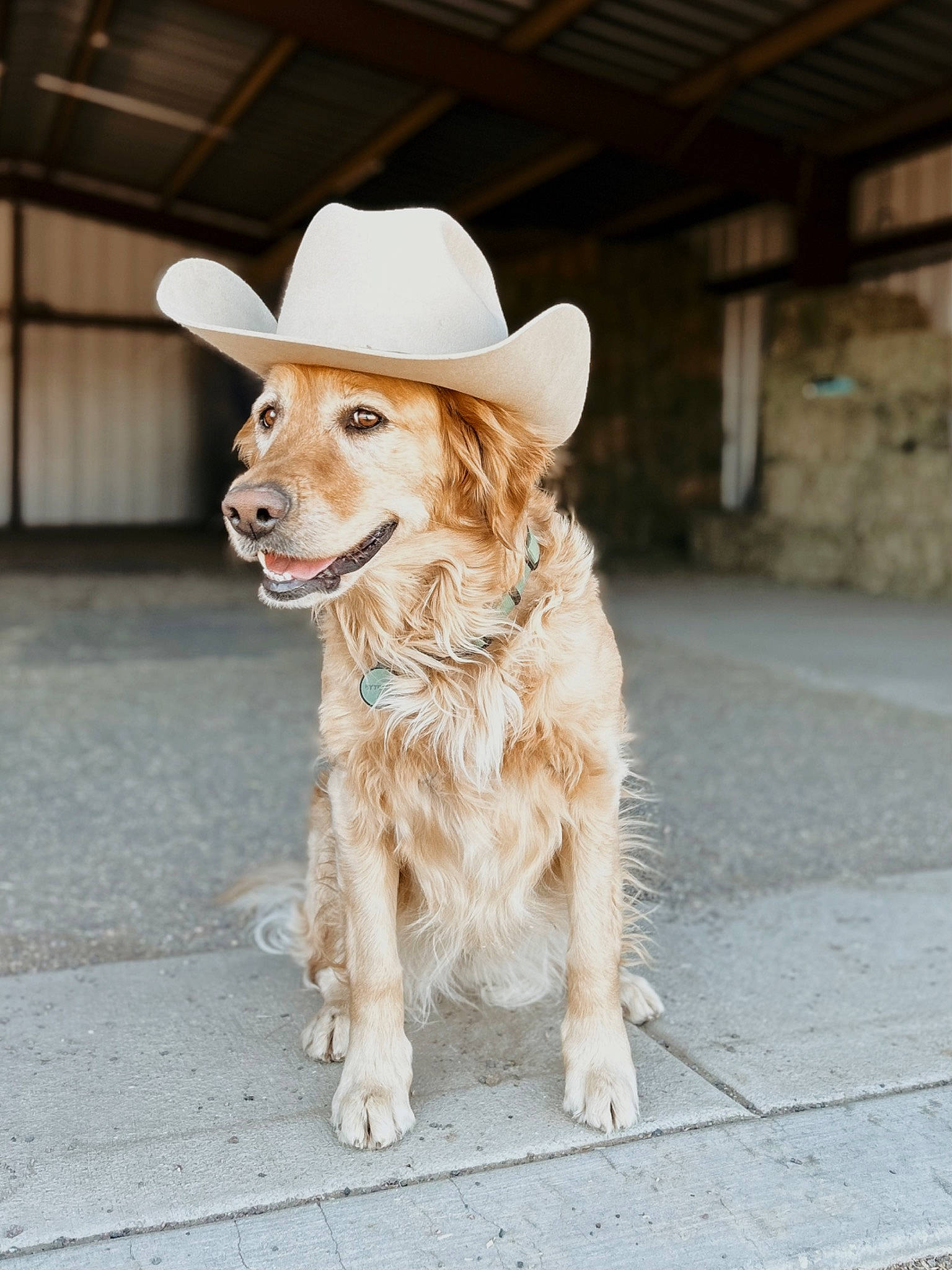 Aurora is registered to the contest to win money with this photo: canidae, carnivore, collar, companion_dog, dog, dog_breed, dog_collar, eye, fashion_accessory, fawn, fedora, fur, hat, leash, snout, sporting_group, sun_hat, whiskers, wood, working_animal