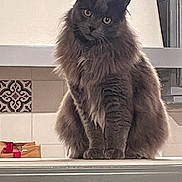 Titien participe au concours pour gagner de l'argent avec cette photo : animal, cat, countertop, curious, cute, domestic_animal, ears, eyes, feline, fluffy, fur, gray_cat, head_tilt, indoor, kitchen, pet, portrait, sitting, tile, whiskers