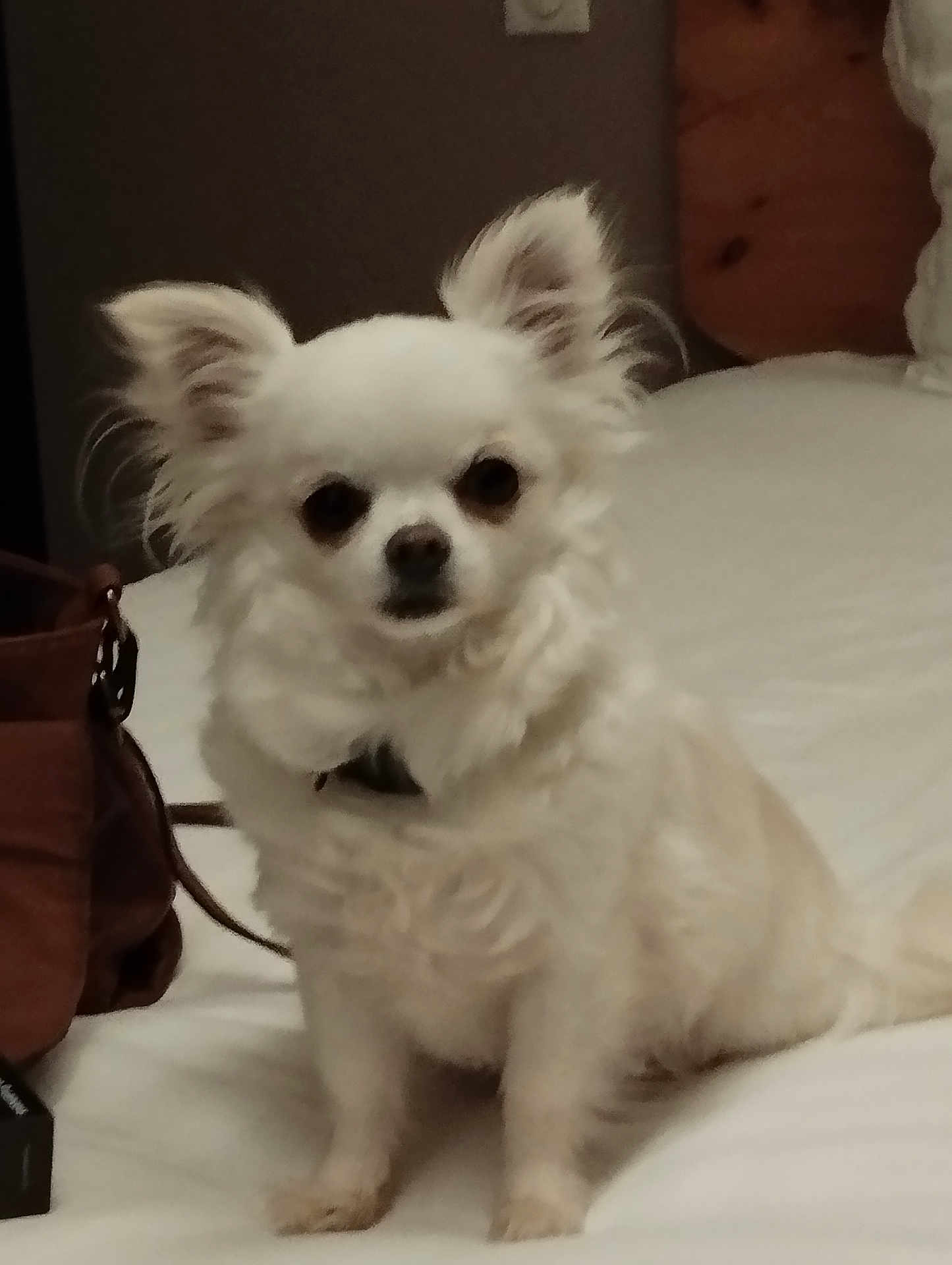 Miss participe au concours pour gagner de l'argent avec cette photo : dog, white_dog, fluffy, small_dog, bed, indoor, pet, animal, ears, fur, looking, sitting, brown_bag, collar, cute, companion, domestic_animal, furniture, resting, calm