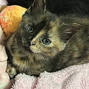 Altesse a rejoint le concours — aidez-le/la à gagner de superbes lots ! kitten, cat, tortoiseshell, blue_eyes, furry, pet, cute, domestic_animal, sleeping_area, blanket, toy, soft_texture, close_up, indoor, young_animal, resting, whiskers, ears, curious, cozy