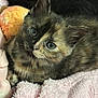 kitten, cat, tortoiseshell, blue_eyes, furry, pet, cute, domestic_animal, sleeping_area, blanket, toy, soft_texture, close_up, indoor, young_animal, resting, whiskers, ears, curious, cozy