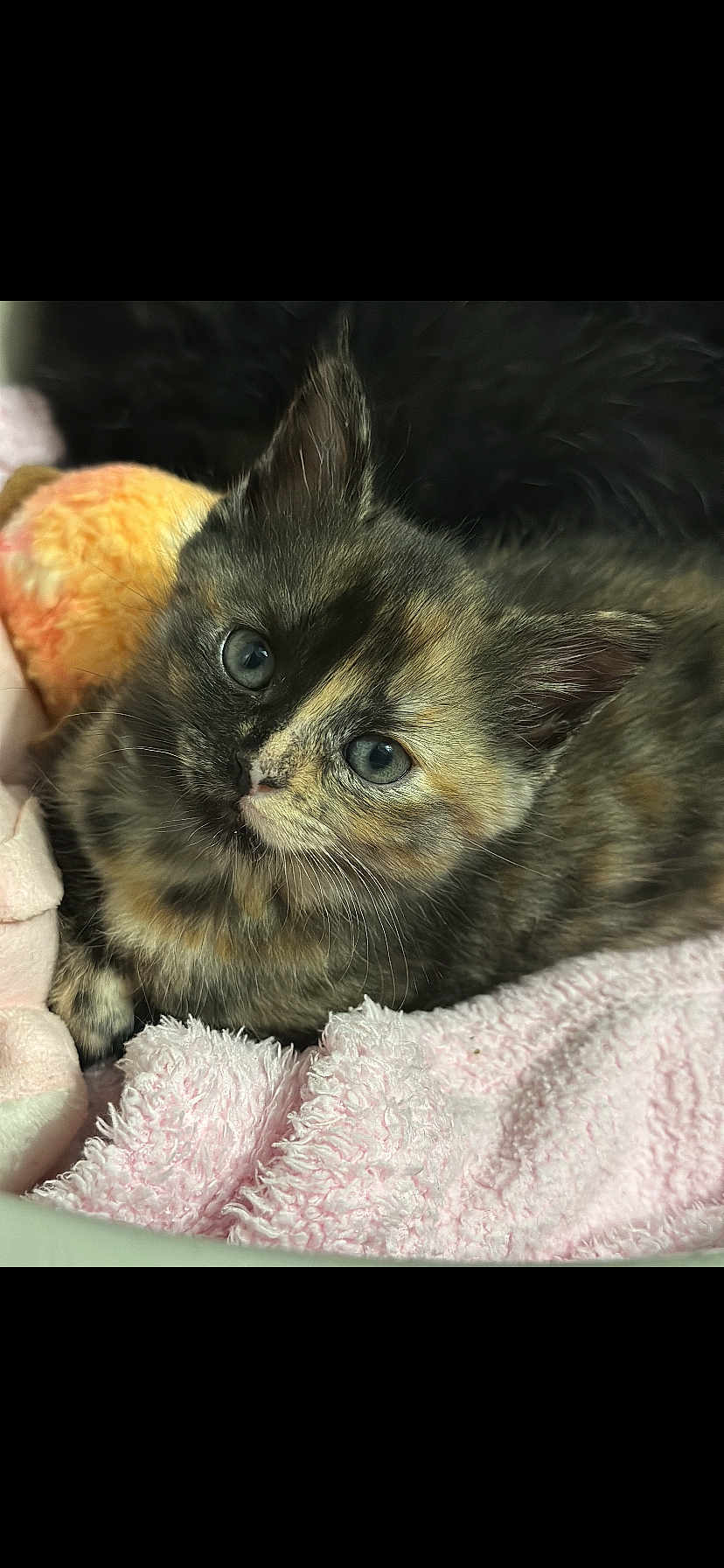 Altesse a rejoint le concours — aidez-le/la à gagner de superbes lots ! kitten, cat, tortoiseshell, blue_eyes, furry, pet, cute, domestic_animal, sleeping_area, blanket, toy, soft_texture, close_up, indoor, young_animal, resting, whiskers, ears, curious, cozy