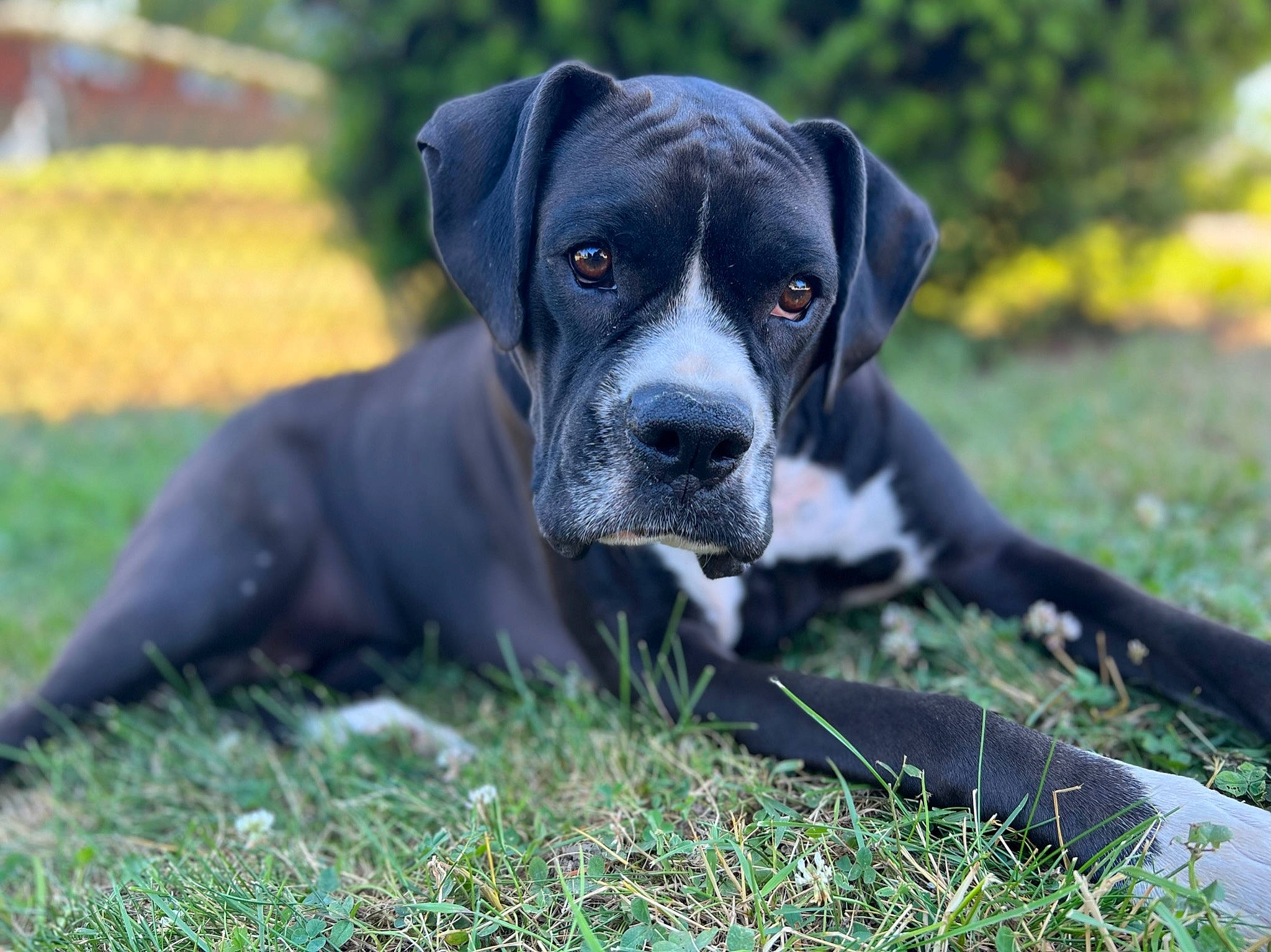 Demi joined the competition — help win amazing prizes! borador, canidae, carnivore, companion_dog, dog, dog_breed, fawn, grass, gun_dog, hunting_dog, non_sporting_group, plant, puppy, sitting, snout, sporting_group, terrestrial_animal, whiskers, working_animal, working_dog