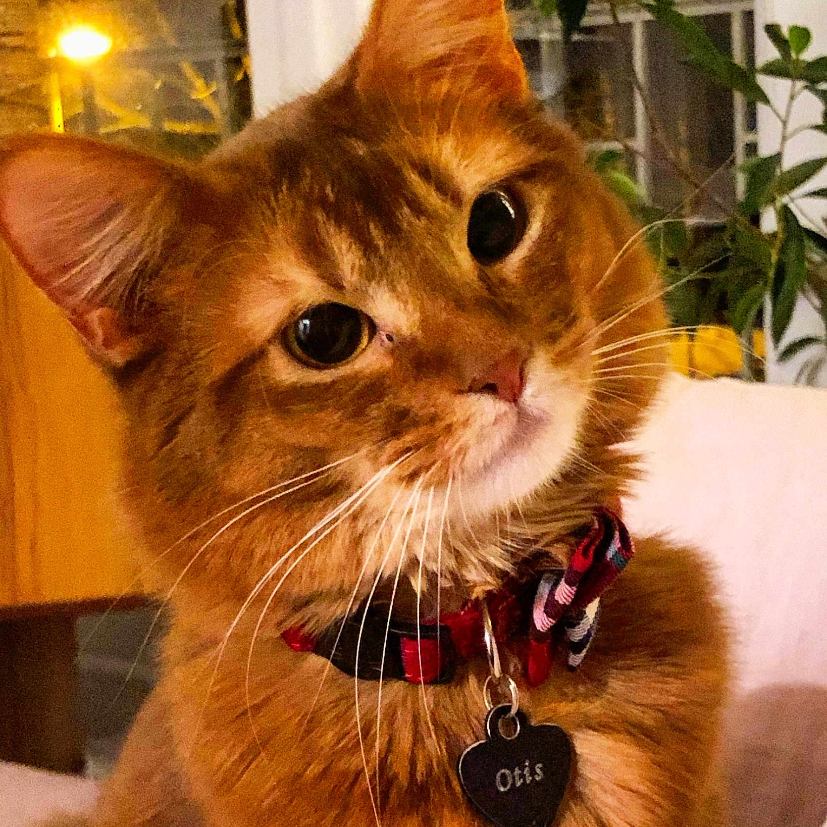 Otis