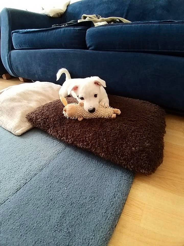 Daisy is registered to the contest to win money with this photo: carnivore, comfort, companion_dog, couch, dog, dog_breed, fawn, felidae, floor, flooring, furniture, grey, hardwood, small_to_medium_sized_cats, sofa_bed, studio_couch, teddy_bear, toy, wood, working_animal