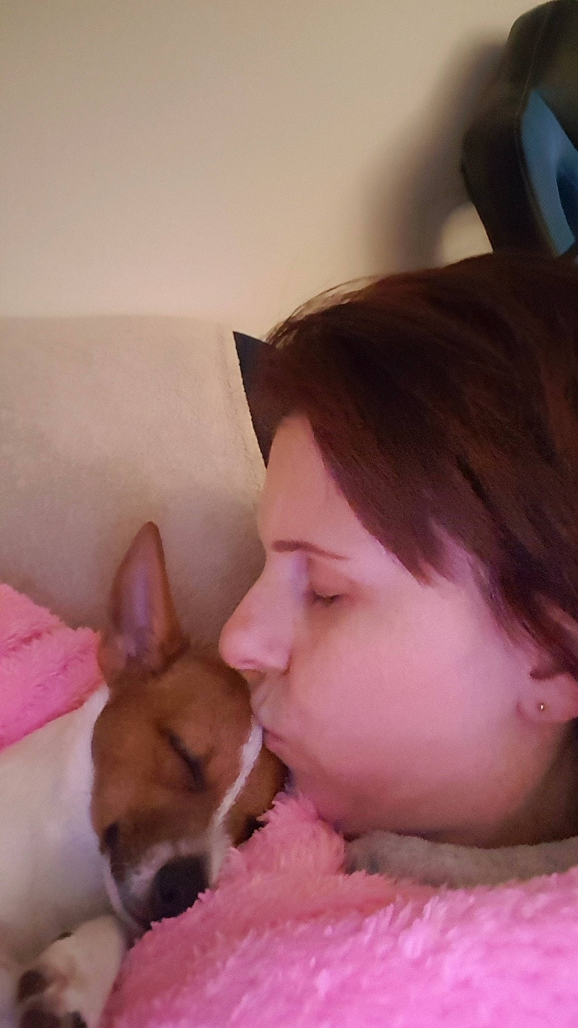 Charlie is registered to the contest to win money with this photo: canidae, carnivore, chihuahua, child, companion_dog, dog, dog_breed, ear, fawn, head, mouth, nap, nose, puppy_love, skin, snout