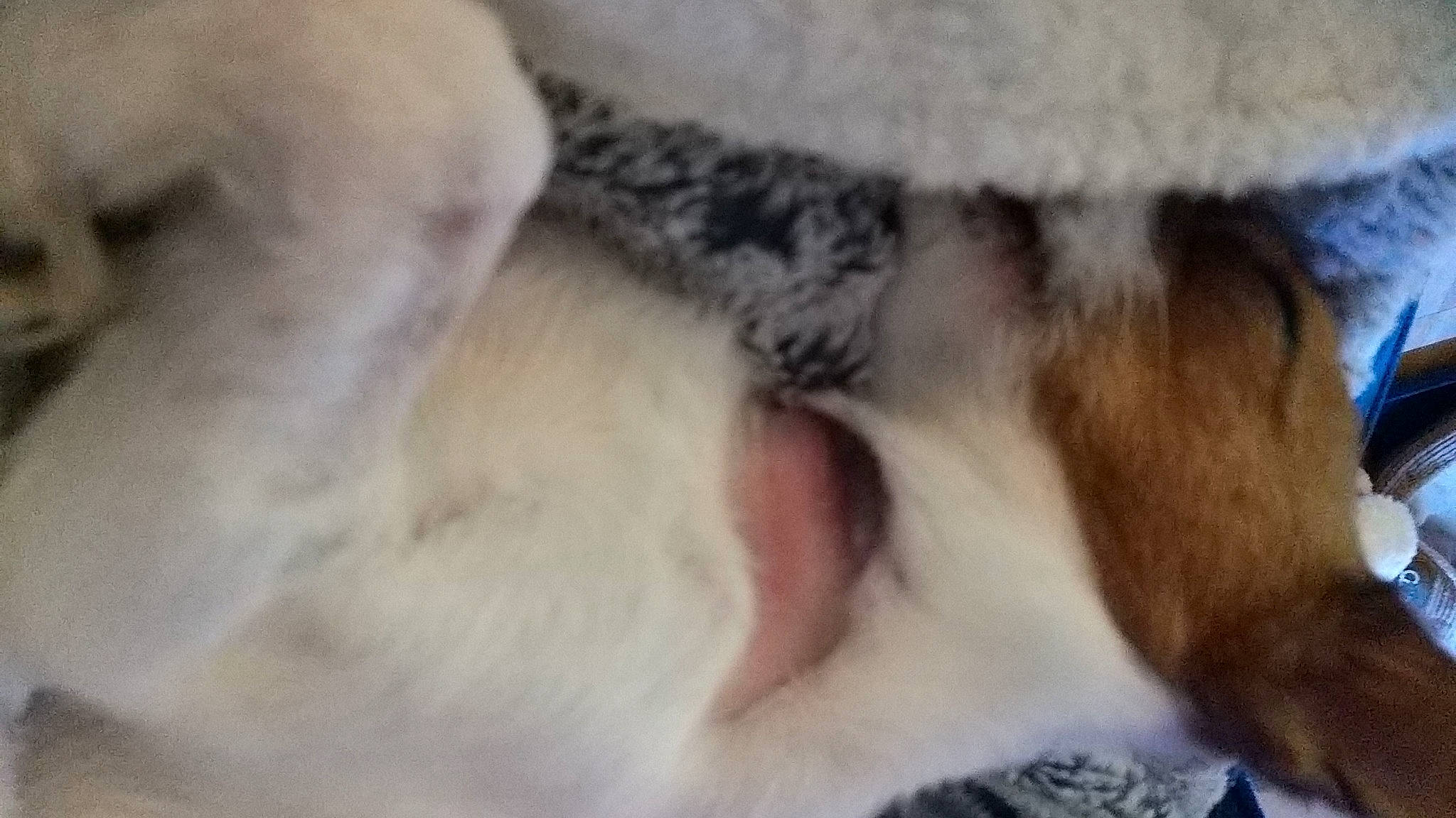 Charlie joined the competition — help win amazing prizes! canidae, carnivore, claw, close_up, companion_dog, dog_breed, domestic_short_haired_cat, ear, fawn, felidae, fur, nap, paw, sleep, small_to_medium_sized_cats, snout, sporting_group, tail, terrestrial_animal, whiskers