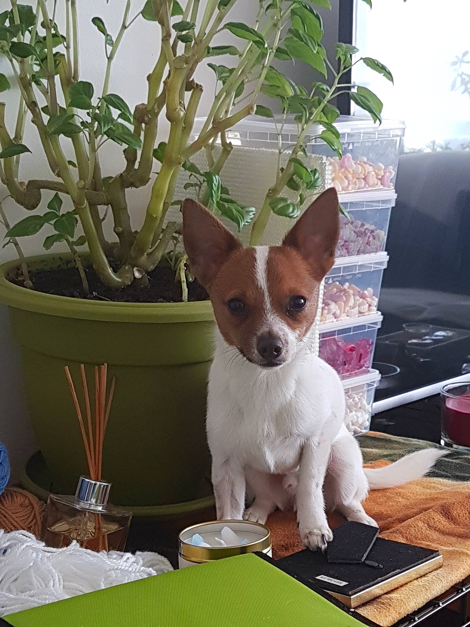 Charlie is registered to the contest to win money with this photo: canidae, carnivore, chihuahua, companion_dog, dog, dog_breed, fawn, jack_russell_terrier, mammal, miniature_fox_terrier, puppy, rat_terrier, russell_terrier, teddy_roosevelt_terrier, tenterfield_terrier, toy_fox_terrier, vertebrate