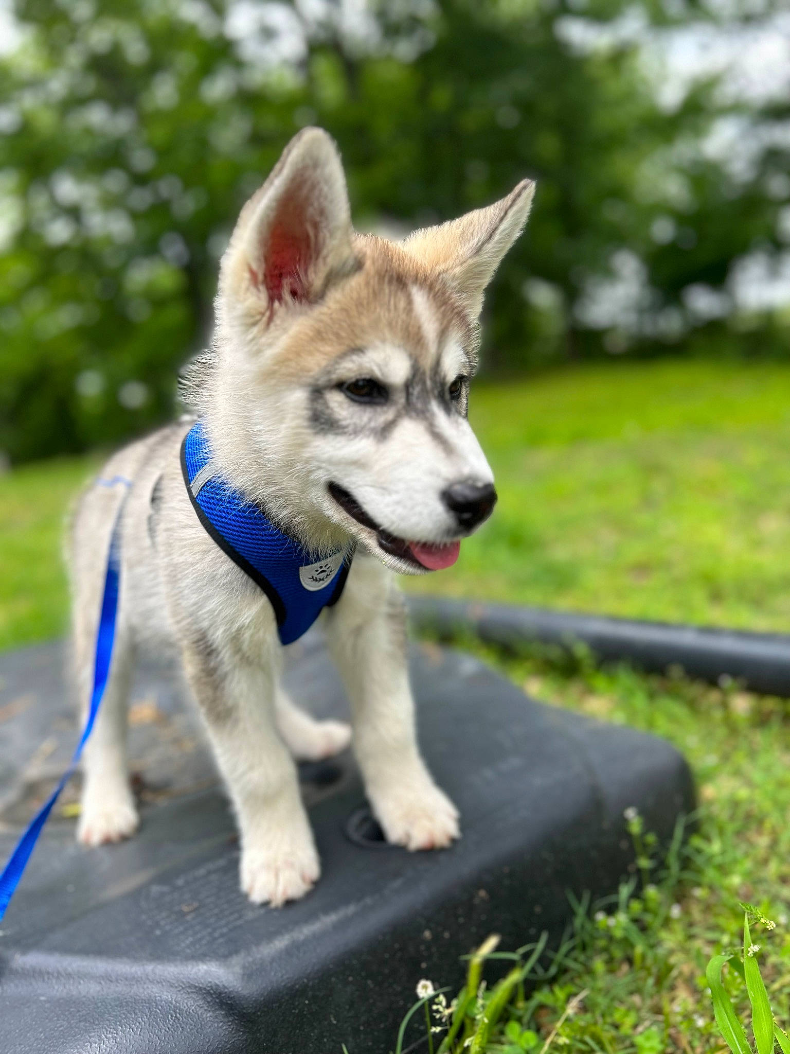 Klous is registered to the contest to win money with this photo: canidae, carnivore, collar, companion_dog, dog, dog_breed, fawn, fur, grass, plant, sled_dog, snout, sporting_group, tail, terrestrial_animal, tree, whiskers, wildlife, wolf, working_animal