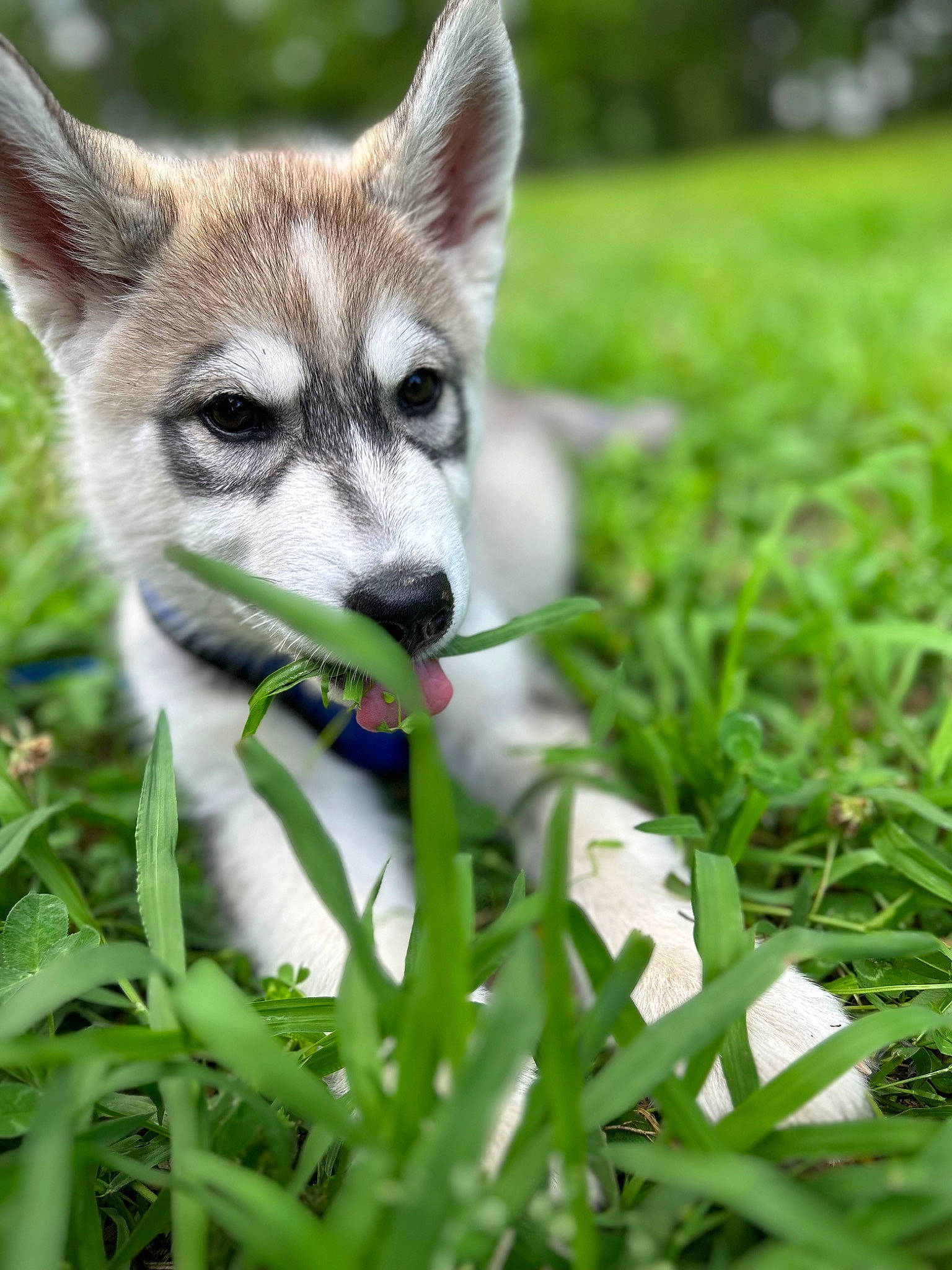 Klous is registered to the contest to win money with this photo: canidae, canis, carnivore, companion_dog, dog, dog_breed, eye, eyelash, fawn, fur, grass, grass_family, grassland, groundcover, plant, snout, tail, terrestrial_animal, terrestrial_plant, whiskers