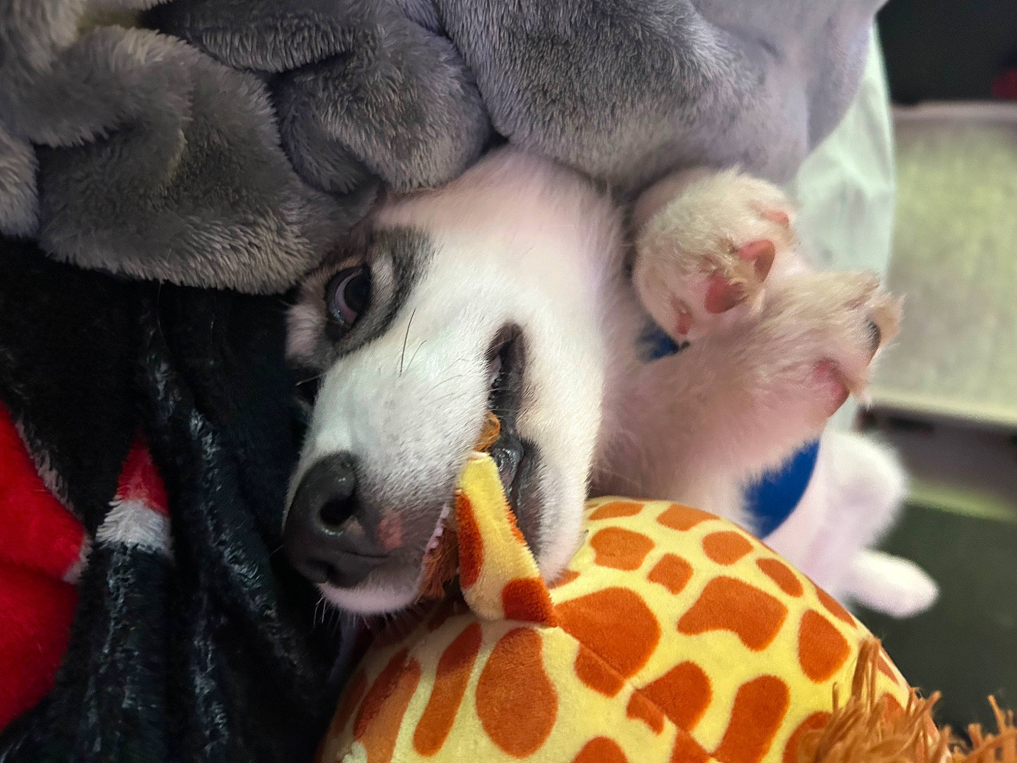 Klous is registered to the contest to win money with this photo: canidae, carnivore, comfort, companion_dog, dog, dog_breed, dog_supply, dog_toy, fawn, foot, fur, nap, non_sporting_group, paw, snout, sporting_group, stuffed_toy, terrestrial_animal, whiskers, working_animal