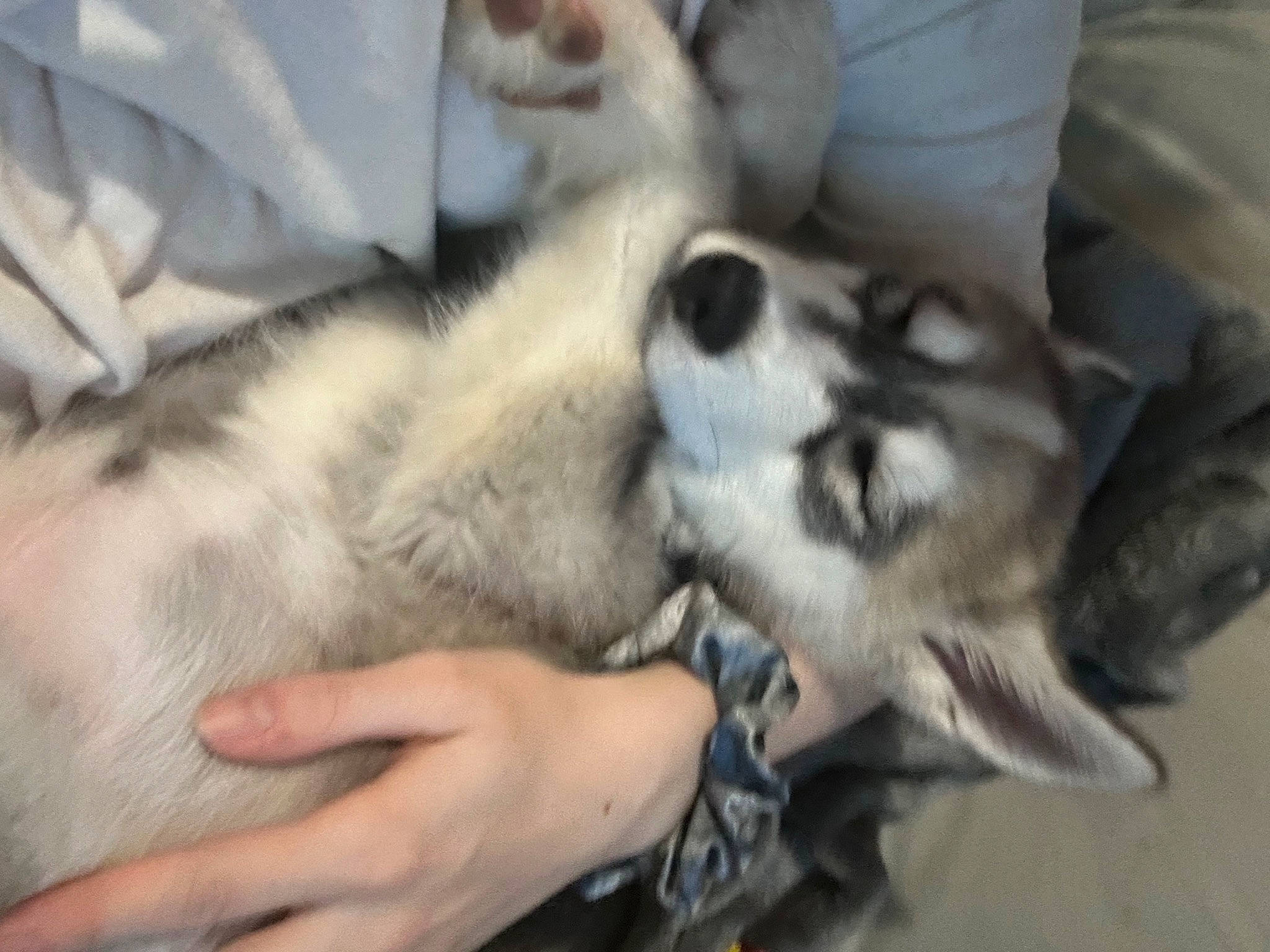 Klous is registered to the contest to win money with this photo: canidae, carnivore, claw, comfort, companion_dog, dog, dog_breed, fawn, felidae, fur, nail, non_sporting_group, paw, small_to_medium_sized_cats, sporting_group, terrestrial_animal, whiskers