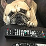 Bugsy Taylor is registered to the contest to win money with this photo: animal, black, brown, canine, close_up, couch, dog, ears, face, french_bulldog, home, indoor, living_room, paw, pet, relaxed, remote_control, resting, sofa, white