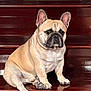 animal, brown, canine, companion, cute, dog, domestic, ears, french_bulldog, house, indoor, looking, paw, pet, portrait, sitting, stairs, tan, wood, wrinkles