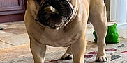 Bugsy Taylor joined the competition — help win amazing prizes! animal, bone, canine, carpet, companion, cute, dog, domestic, ears, floor, french_bulldog, guard, indoor, living_room, mouth, paw, pet, rug, standing, toy