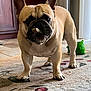 animal, bone, canine, carpet, companion, cute, dog, domestic, ears, floor, french_bulldog, guard, indoor, living_room, mouth, paw, pet, rug, standing, toy