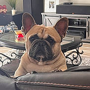 Bugsy Taylor joined the competition — help win amazing prizes! animal, background, black, brown, cozy, curious, dog, ears, eyes, face, french_bulldog, furniture, home_decor, indoor, leather_couch, living_room, nose, paw, pet, table