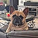 Bugsy Taylor
