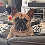 animal, background, black, coffee_table, curious, decor, dog, ears, face, french_bulldog, furniture, home, indoors, leather_couch, living_room, pet, photo_frame, plant, stitching, wood_floor