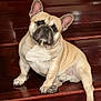 animal, brown, canine, companion, cute, dog, domestic_animal, ears, french_bulldog, friendly, house, indoors, looking_up, paws, pet, portrait, short_hair, sitting, stairs, wooden_stairs