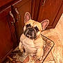 Bugsy Taylor joined the competition — help win amazing prizes! animal, brown, cabinet, canine, companion, cute, dog, domestic, ears, floor, french_bulldog, fur, indoor, kitchen, looking_up, mat, pet, portrait, sitting, tile