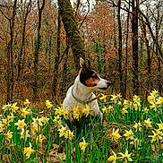 Yona participe au concours pour gagner de l'argent avec cette photo : dog, forest, daffodils, flowers, nature, outdoor, trees, spring, animal, canine, greenery, wildlife, flora, plant, woodland, pet, collar, alert, field, scenic